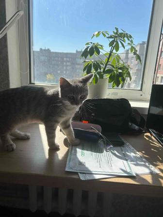 Кошка в хорошие руки! Отдам бесплатно в хорошие руки.