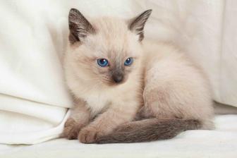 Сиамский котенок мальчик