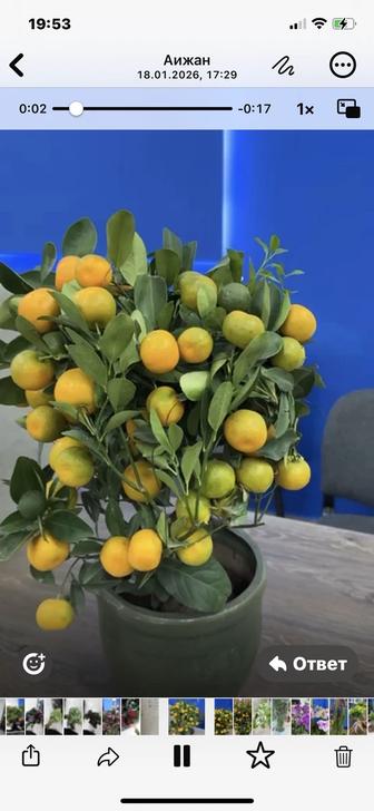 Каломандин -Лимонным вкусом