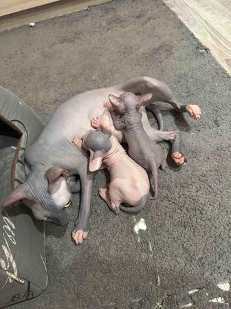Котята сфинкс