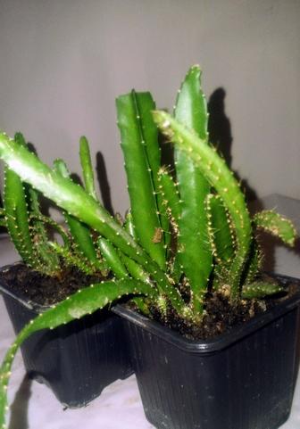 Апорокактус комнатное растение