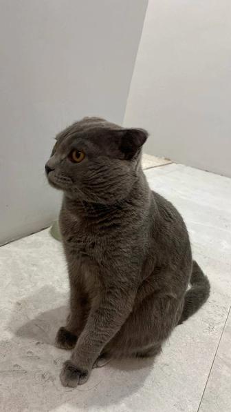 Продам британский кот