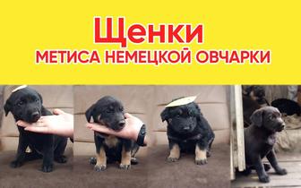 Немецкая овчарка метис