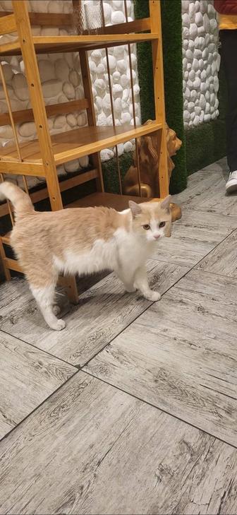 Кот ищет дом