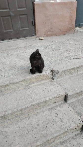 О дам кошек
