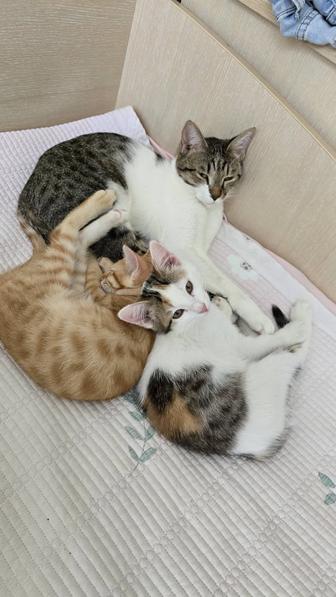 Котята