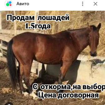 Продам лошадей с откорма