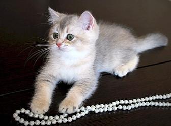 Британская короткошерстная