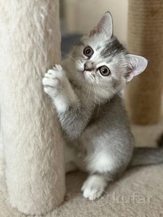 Британская короткошерстная