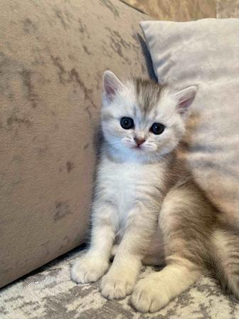 Британская короткошерстная