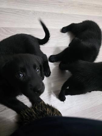 Продаются щенки