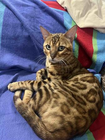 Бенгальский кот
