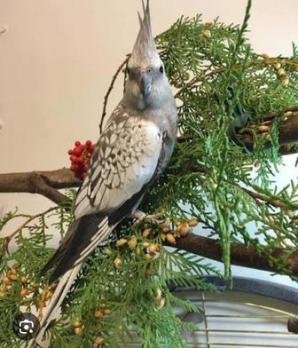 Корелла мальчик