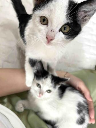 Котята ищут дом