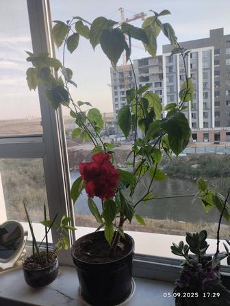 Продам гибискус,китайская роза. Высота 90 см, махровая .