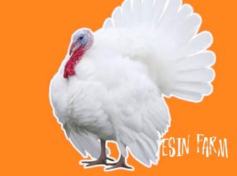 Хайбрид конвертер инкубационные яйца индюков, отличный результат