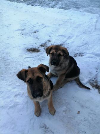 Продам смешанных щенков Алабая и немецкой овчарки.