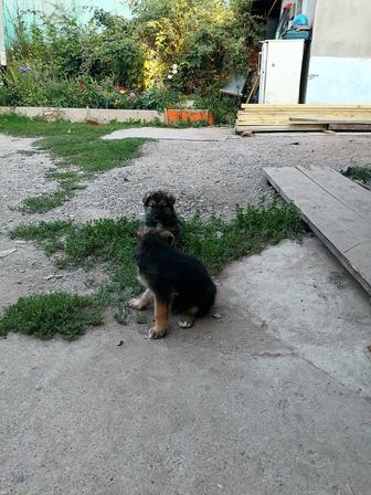 Продам смешанных щенков Алабая и немецкой овчарки.