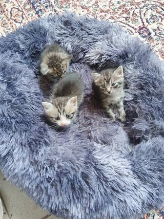 Котята