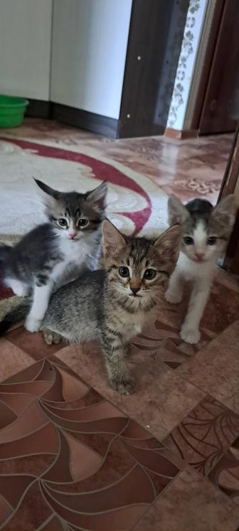 Котята