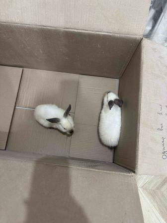 Зайчики домашние