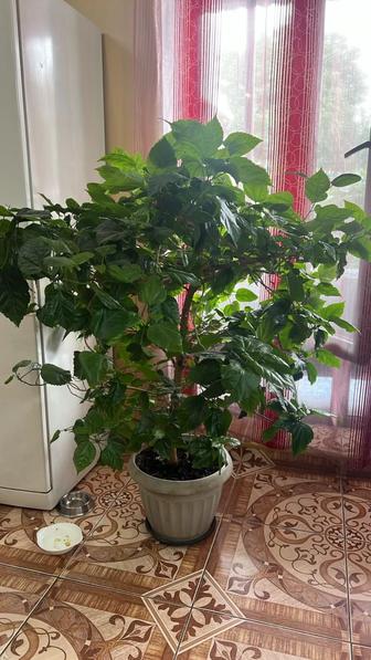 Продам китайскую розу