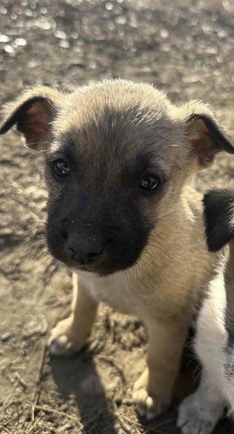 Щенок ищет дом