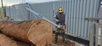 Спил деревьев