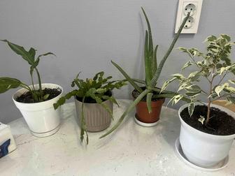 Цветы комнатные