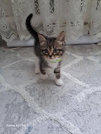 Отдам в добрые руки котят