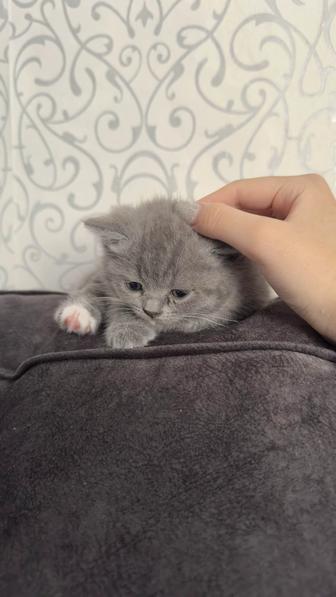 Продаю котят