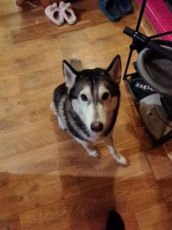 Отдаем собаку порода хаски