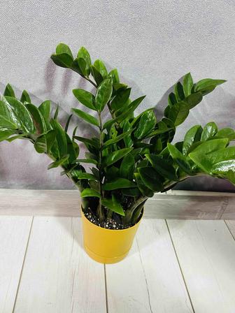 Продам замиокулькас