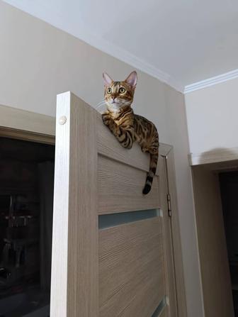 Продам котенка бенгала