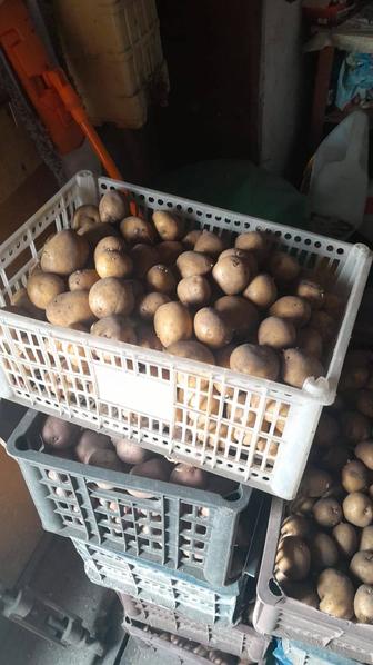 Продаю картошку семенную один ящик остался.