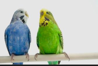 Продам двух попугаев