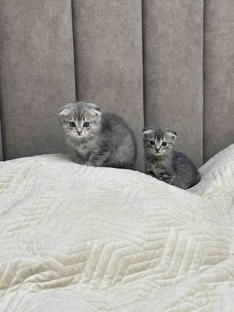 Красивые шотландские вислоухие котята, девочки