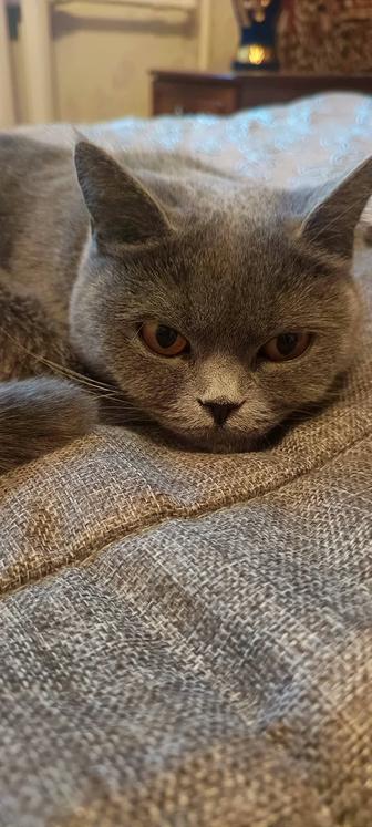 Продам кошечку