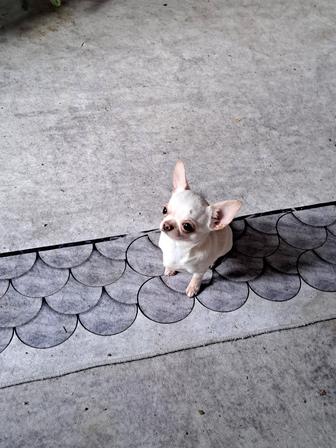 Вязка мини чихуахуа