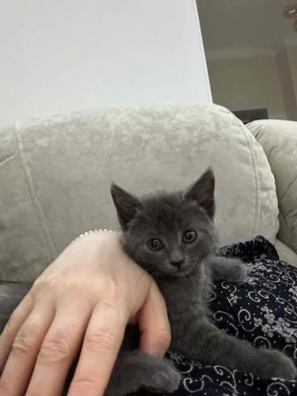 Отдам котят в хорошие руки