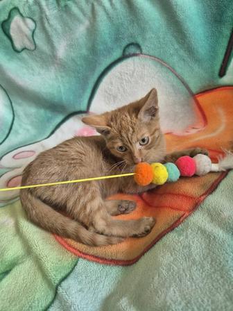 Котик 3 мес ищет дом