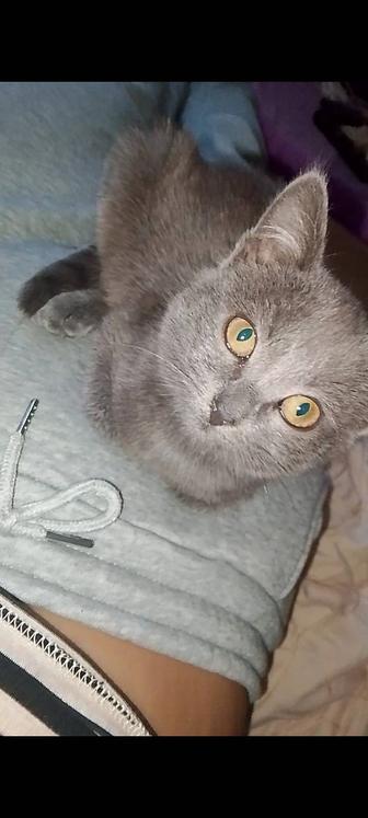 Дымчатая девочка