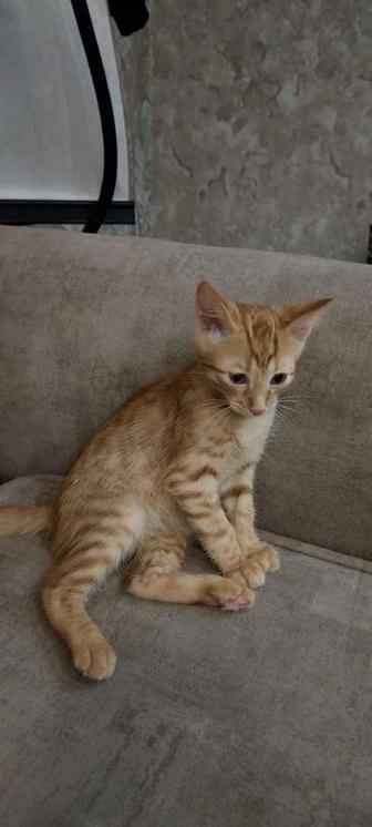 Котенок в самый добрые руки