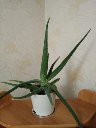 Алоэ