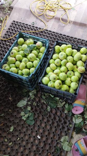 Яблоки продам