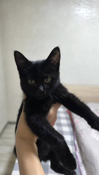 Отдам котенка чернышку