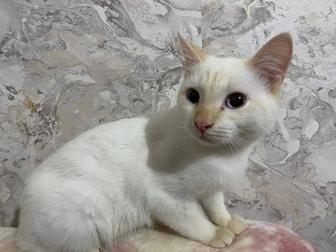 Бесплатно котов и кошек подростков