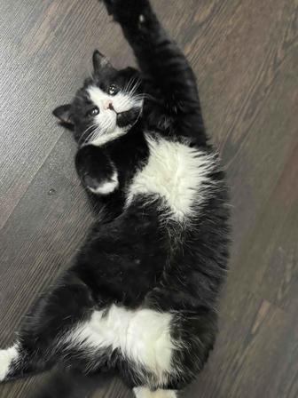 Отдам молодого ласкового кота