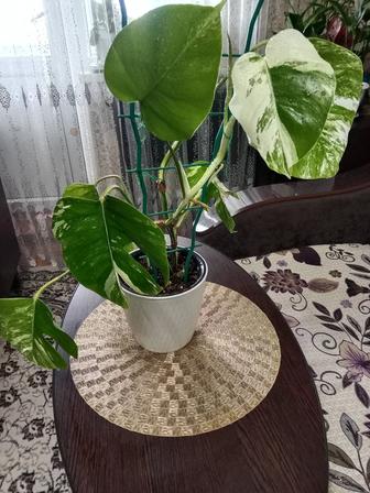 Монстера Альба вариегатная