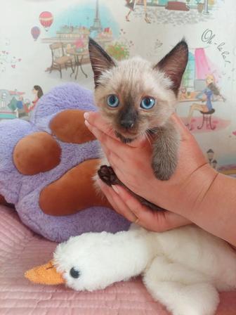 Продам котят